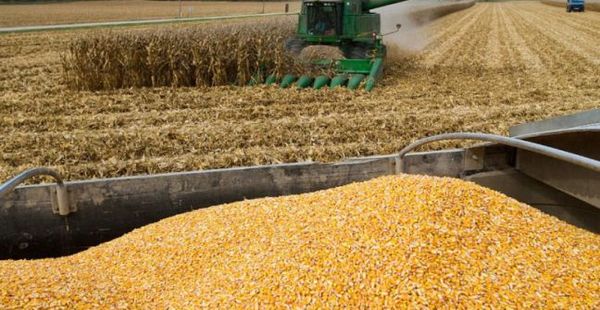 Argentina proyecta una cosecha histórica de maíz