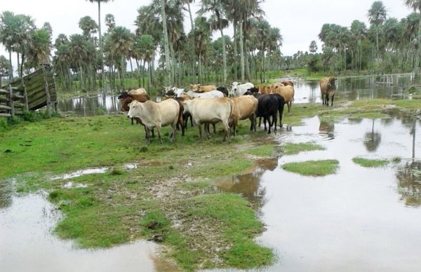 Sombrío panorama en sector ganadero por inundaciones - ADN Paraguayo