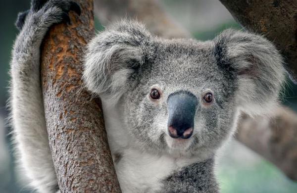 El koala ha sido declarado 'funcionalmente extinto' - C9N