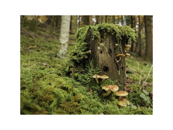 La simbiosis entre árboles y hongos es clave para la evolución del clima