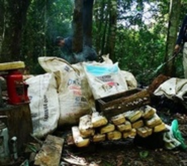 Destruyen casi media tonelada de marihuana en Caaguazú - Paraguay.com