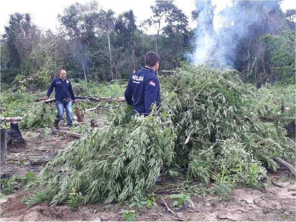 Destruyen 20 hectáreas de marihuana en Caaguazú