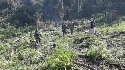 Operativo Antidroga deriva en la incineración de 5 plantaciones de marihuana - ADN Paraguayo