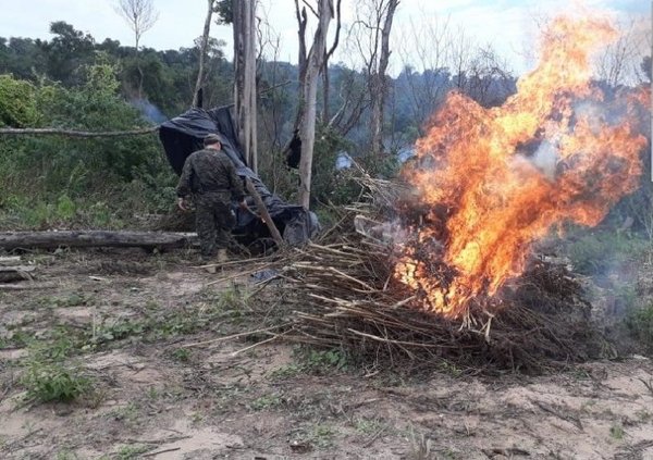 Destrucción de cultivos de marihuana en Caaguazú - Nacionales - ABC Color