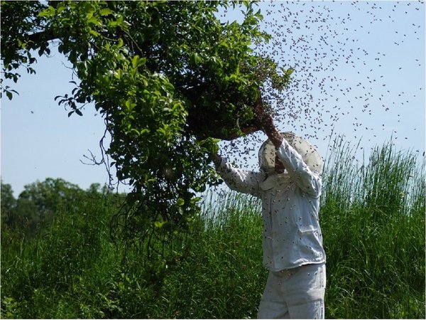 Apicultores alertan de la pérdida de cultivos por la falta de abejas