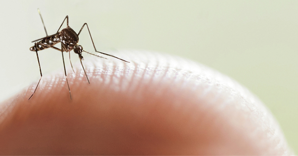 Aumentan notificaciones de Dengue a nivel país