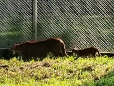 Valentina, la pequeña puma, aprende a jugar en el pasto