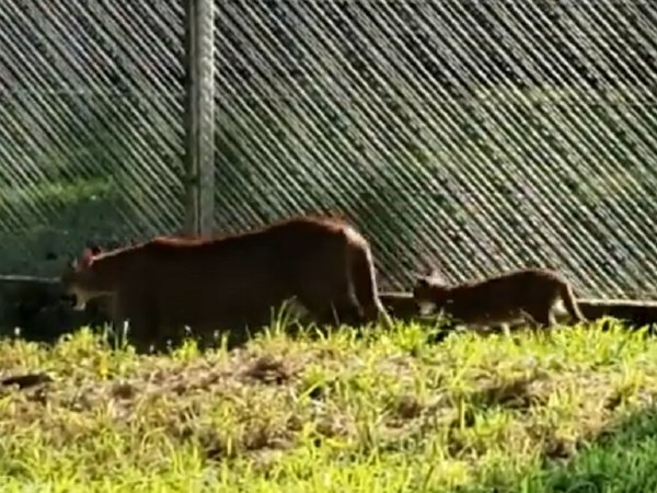 Valentina, la pequeña puma, aprende a jugar en el pasto