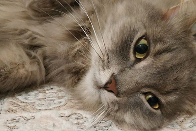 Gato salva la vida a su dueña diabética - ADN Paraguayo