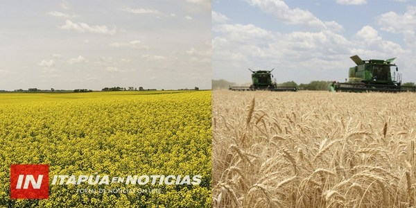 SE RETRASA CULTIVO DE TRIGO Y CANOLA POR INCLEMENCIAS CLIMÁTICAS.