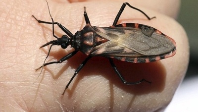 Escuelas de vigilancia activa libre de chagas en el Chaco