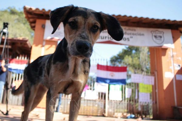 Proyectan crear comisión especial contra el maltrato animal