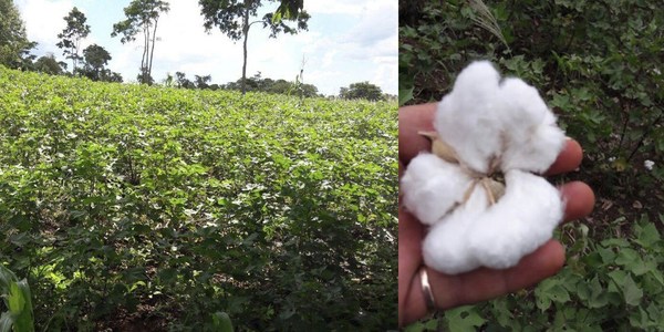 HASTA LA FECHA YA SE ACOPIARON MÁS DE 750.000 KG DE ALGODÓN EN ITAPÚA.