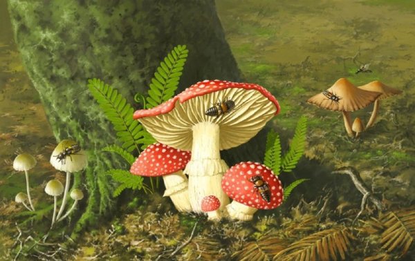 La simbiosis entre árboles y hongos es clave para la evolución del clima - Ciencia - ABC Color