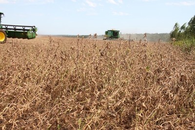 Unos US$ 1200 millones dejará de percibir Paraguay por pérdidas en soja - .::RADIO NACIONAL::.