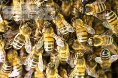 Día Mundial de las Abejas - Edicion Impresa - ABC Color