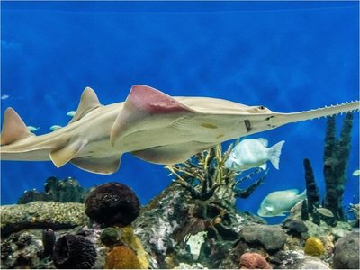 Mexicano sigue la estela de ADN del pez sierra, un animal "de fantasía"