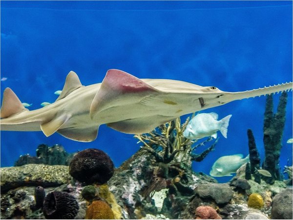 Mexicano sigue la estela de ADN del pez sierra, un animal "de fantasía"