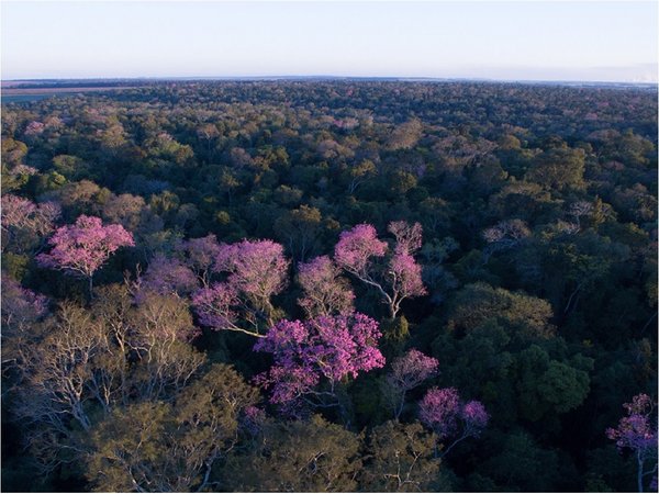 Constatan desmonte y tala en reserva natural de Campos Morombí