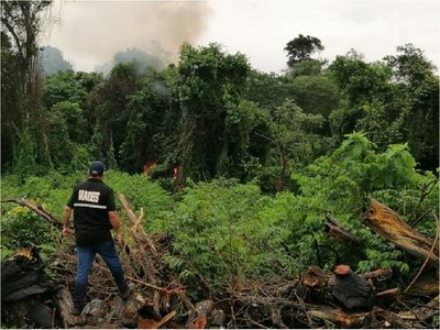 Destruyen más de 13.500 kilos de marihuana en parque nacional