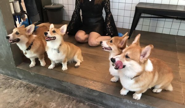 Perritos mozos en café de Bangkok - Mascotas - ABC Color