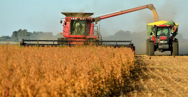 Caída de zafra sojera y pérdida de divisas preocupa a productores » Ñanduti