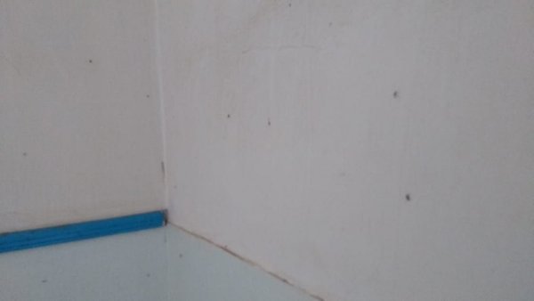 Hospital infestado de mosquitos - Cronicas Ciudadanas - ABC Color