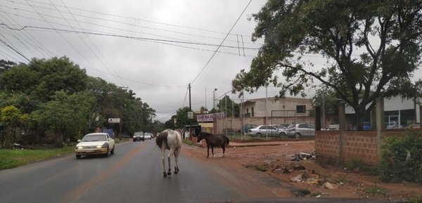 Vacas y caballos sueltos - Cronicas Ciudadanas - ABC Color