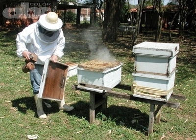 Pulverizaciones y cuidado de las abejas - Ing. Agr. Fernando Díaz Shenker (*) - Edicion Impresa - ABC Color