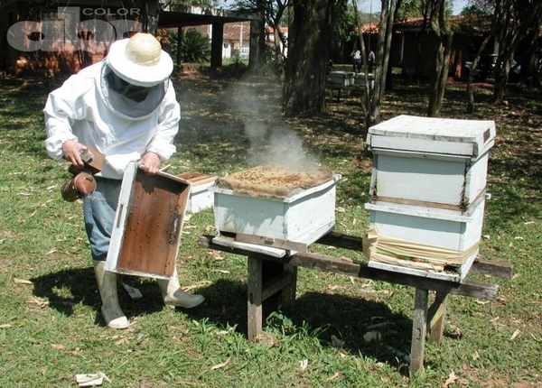 Pulverizaciones y cuidado de las abejas - Ing. Agr. Fernando Díaz Shenker (*) - Edicion Impresa - ABC Color