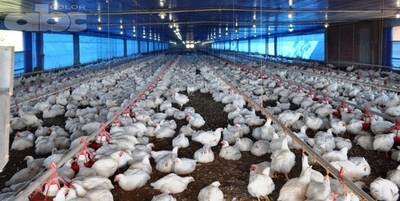 Eliminar el uso de antibióticos en avicultura - Fabricio Imperatori (*) - Edicion Impresa - ABC Color