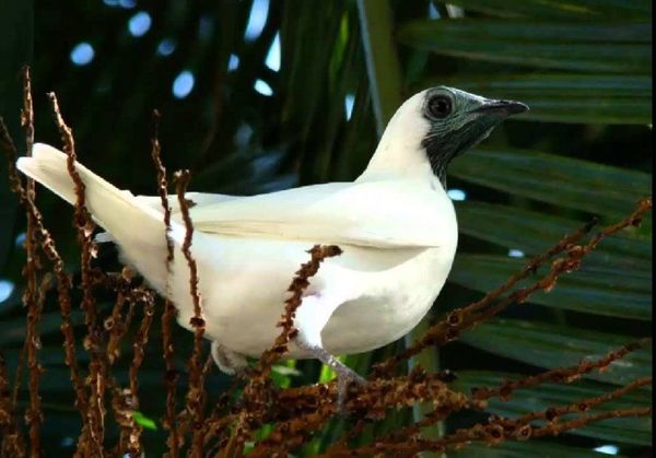 El pájaro campana, el mbói jagua, el puma y yaguareté, en peligro de extinción - Periodismo Joven - ABC Color