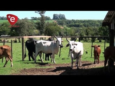 SEGUNDO PERIODO DE INMUNIZACIÓN CONTRA LA AFTOSA INICIA EN JUNIO