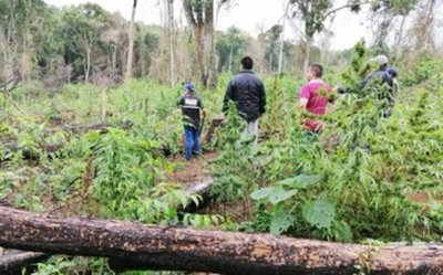Detectan gran deforestación para producción de marihuana en Parque Nacional de Caazapá - ADN Paraguayo