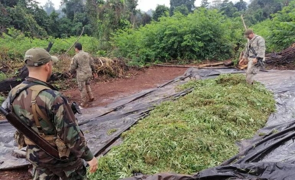 HOY / Deforestaron 40 hectáreas de  parque Nacional y plantaron  marihuana: la 'nueva onda'