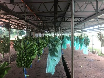 Bananeros anuncian tractorazo y cierre de ruta - Nacionales - ABC Color