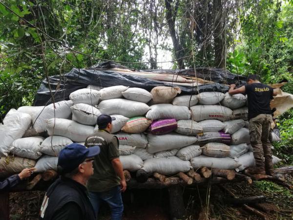 SENAD Y MADES DETECTAN GRAN DEFORESTACIÓN PARA PRODUCCIÓN DE MARIHUANA EN CAAZAPÁ