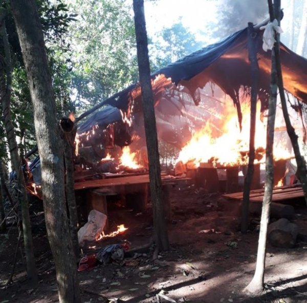 Destruyen cultivos de marihuana en Amambay - Nacionales - ABC Color