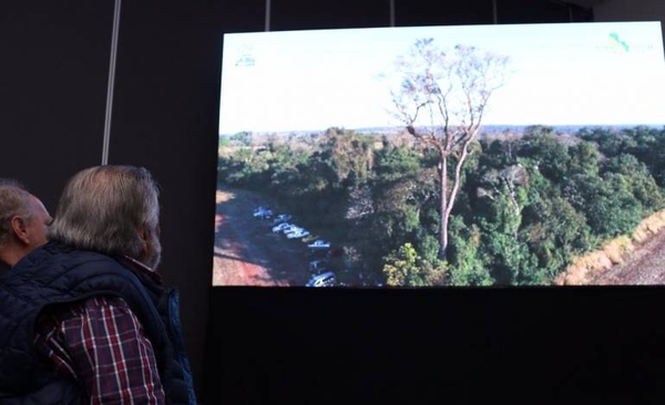 HOY / Por octavo año consecutivo, emprenden la búsqueda del árbol más grande del país