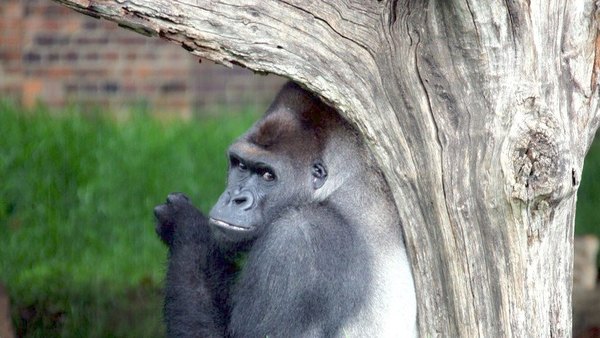 Gorilas idean  plan para no  mojarse