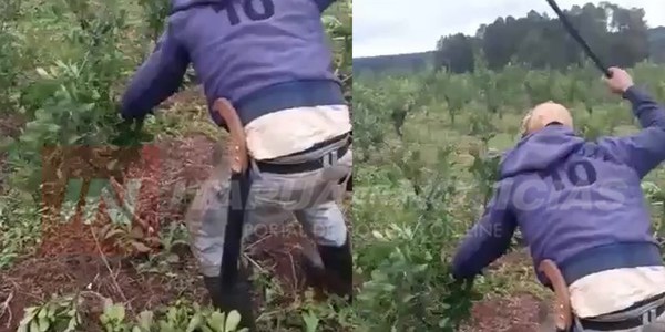 VIDEO VIRAL: A MACHETAZOS DESTRUYÓ SUS CULTIVOS DE YERBA MATE ANTE EL BAJÍSIMO COSTO.