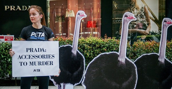 Prada anuncia que renunciará a pieles - ADN Paraguayo