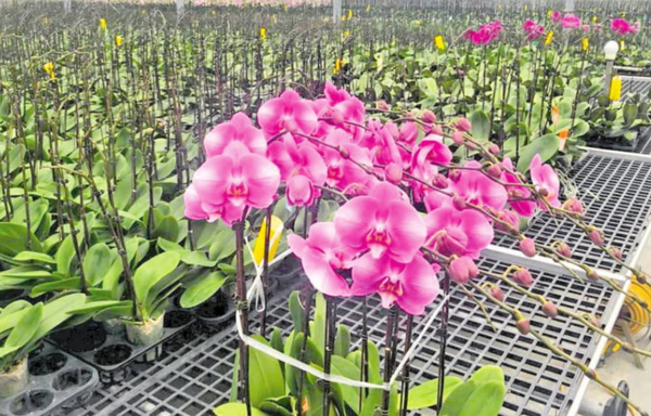 La avanzada producción de orquídeas con biotecnología | Diario Vanguardia 11