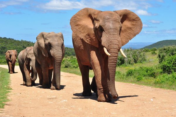 Botswana eliminó su prohibición de cazar elefantes
