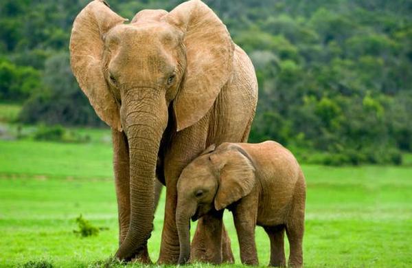 Botsuana autoriza la caza de elefantes para fomentar los safaris - C9N
