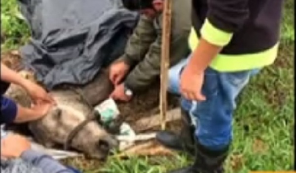 Rescatan a animales que sufren por las inundaciones