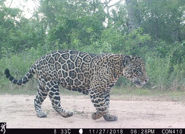 Captan a jaguar y puma en parque chaqueño - Nacionales - ABC Color
