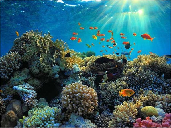 Pequeños peces que viven en arrecifes son cruciales para la vida del coral