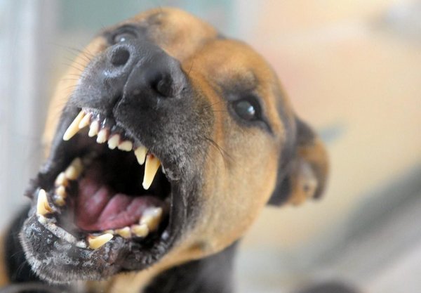 Qué hacer cuando el perro tiene mal aliento - Mascotas - ABC Color