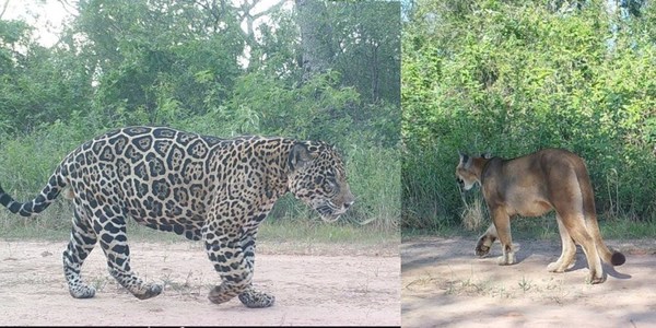 CAPTAN A JAGUAR Y PUMA EN PARQUE CHAQUEÑO